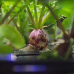 La NASA cosecha los primeros rabanitos cultivados en el espacio