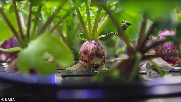 La NASA cosecha los primeros rabanitos cultivados en el espacio
